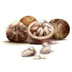 Bertholletia excelsa
